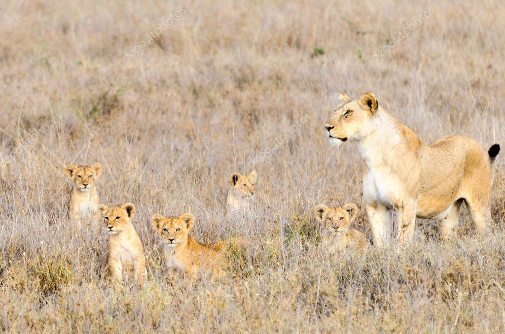 depositphotos_47173669-stock-photo-lioness-cubs-serengeti-national-park %categoria Pessoas e Sistemas andam lado a lado
